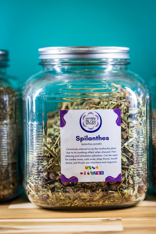 Spilanthes dry herb