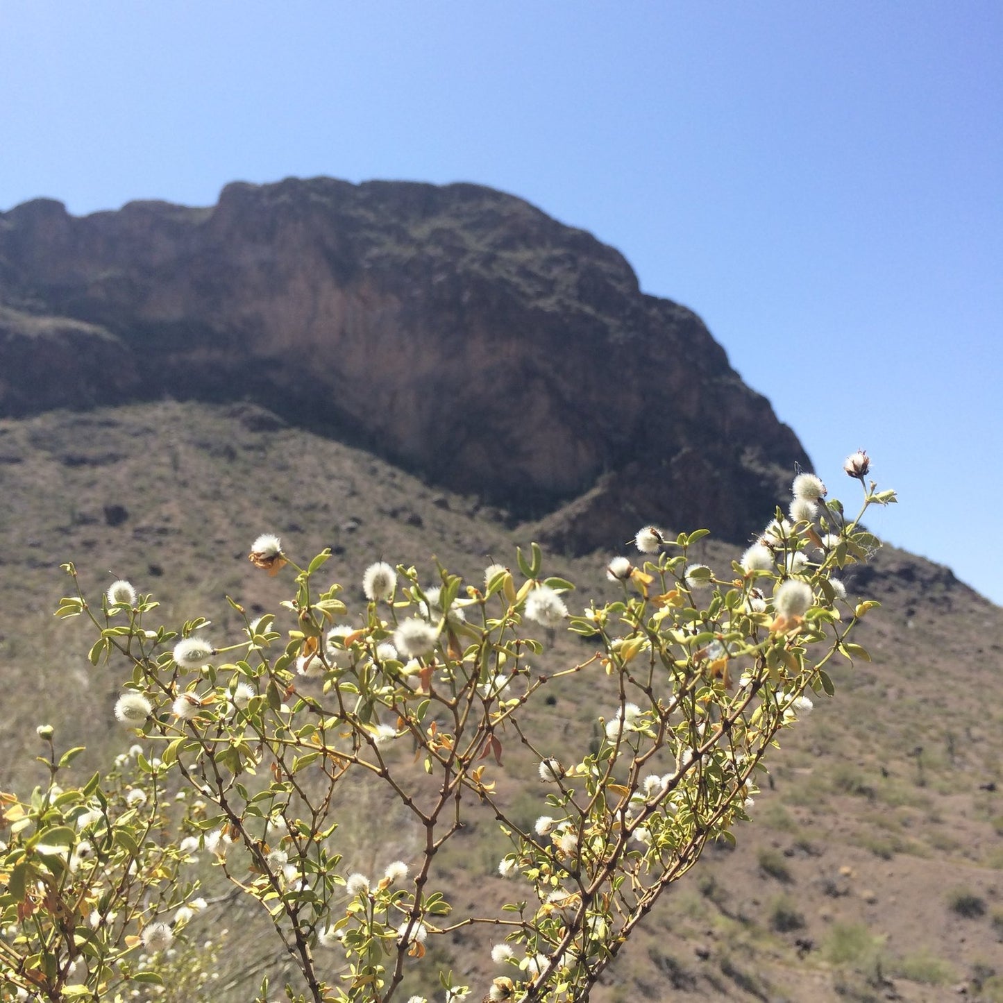 Sonoran Desert Massage Oil