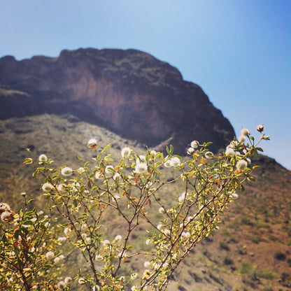 Piñon & Creosote Cream