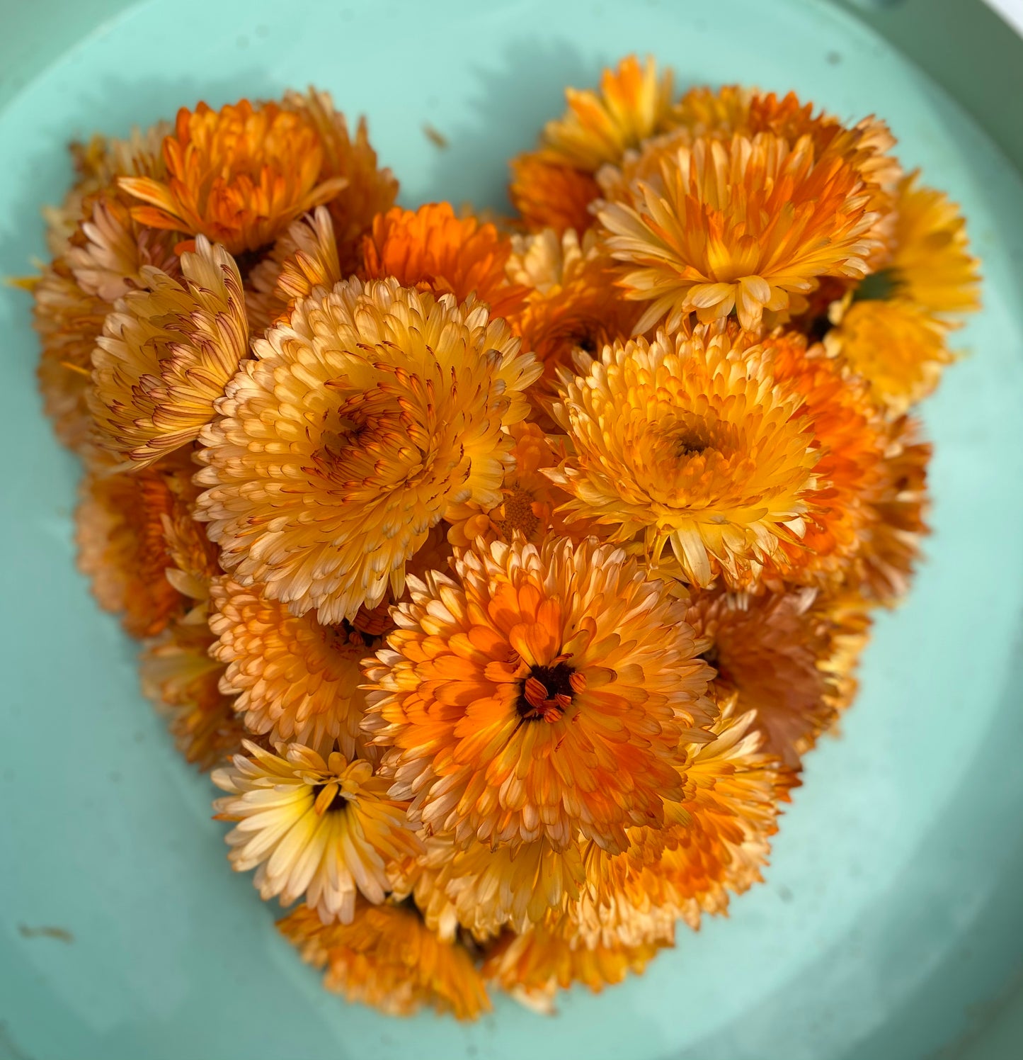 Calendula Flowers (dried & organic)