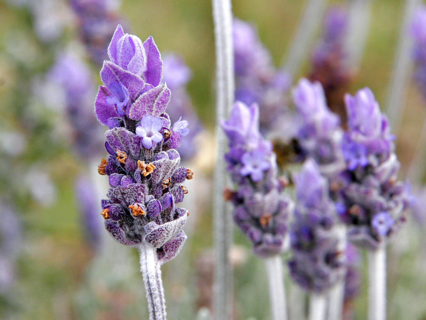 Lavender Buds - High grade organic