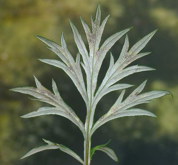 Mugwort Leaf (Artemesia vulgaris)