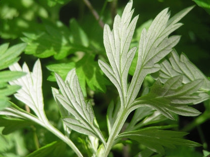 Mugwort Leaf (Artemesia vulgaris)