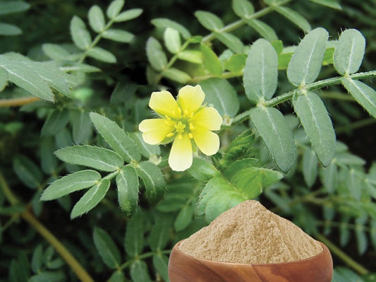 Tribulus 4:1 extract powder