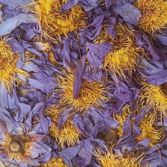 Egyptian Blue Lotus