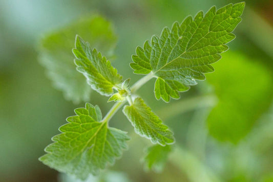 Catnip Leaf!