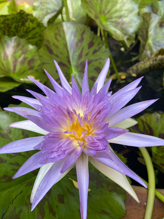 Lotus Trinity Extract