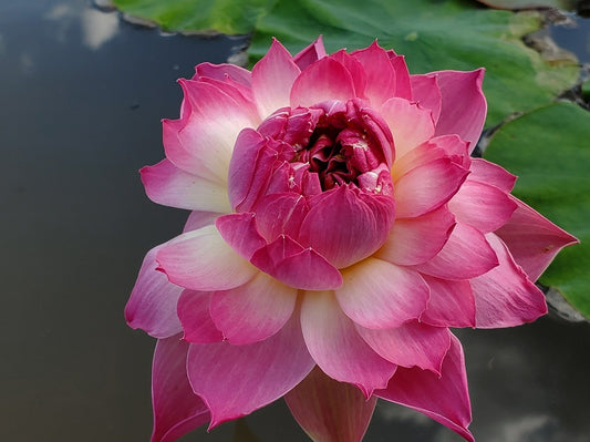 Pink Lotus flower