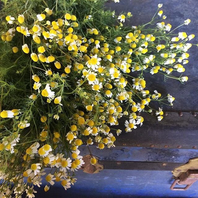 Chamomile Flower