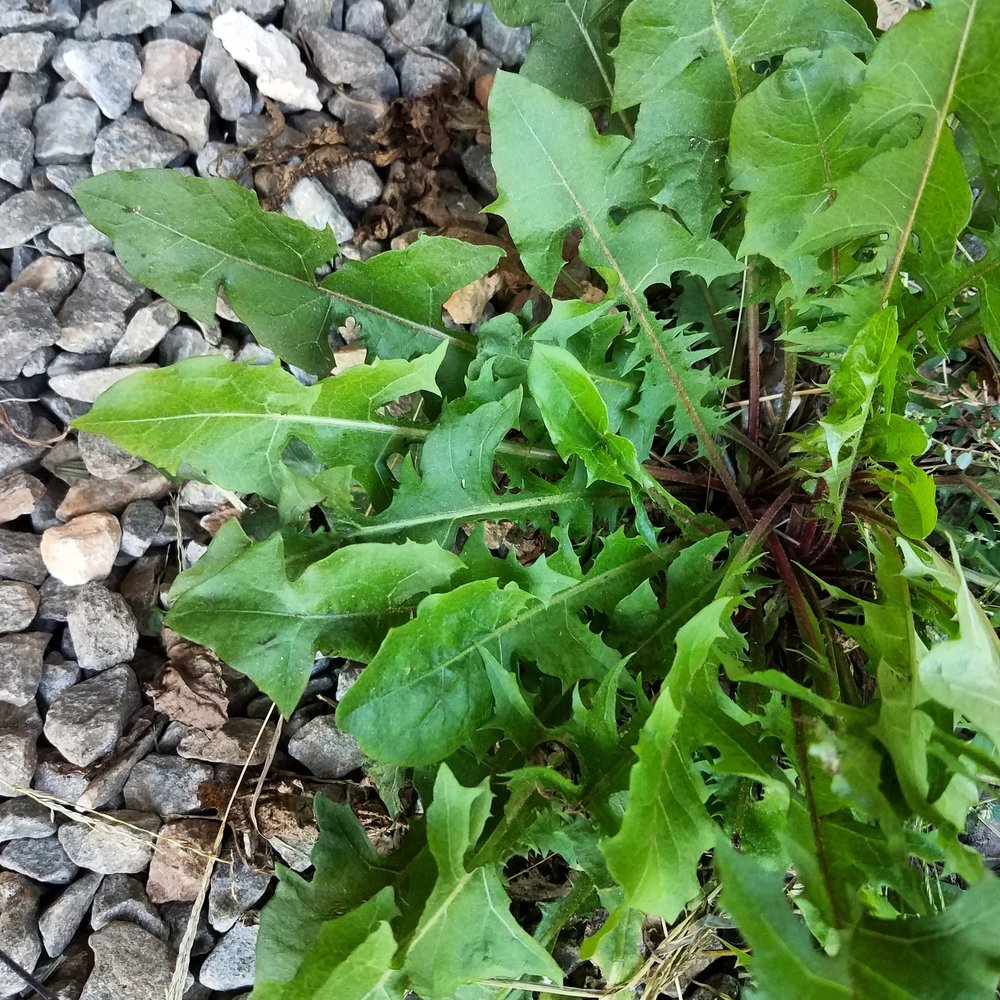 Dandelion Leaf