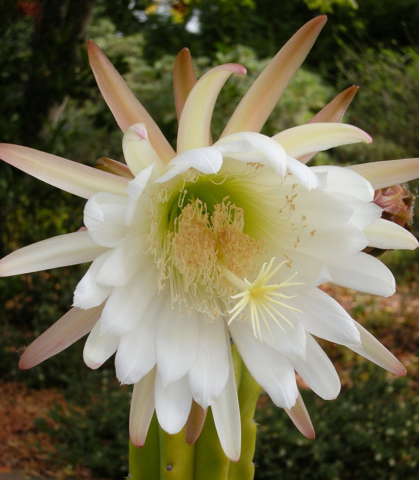 LUNAr HUachuma blossom Essence