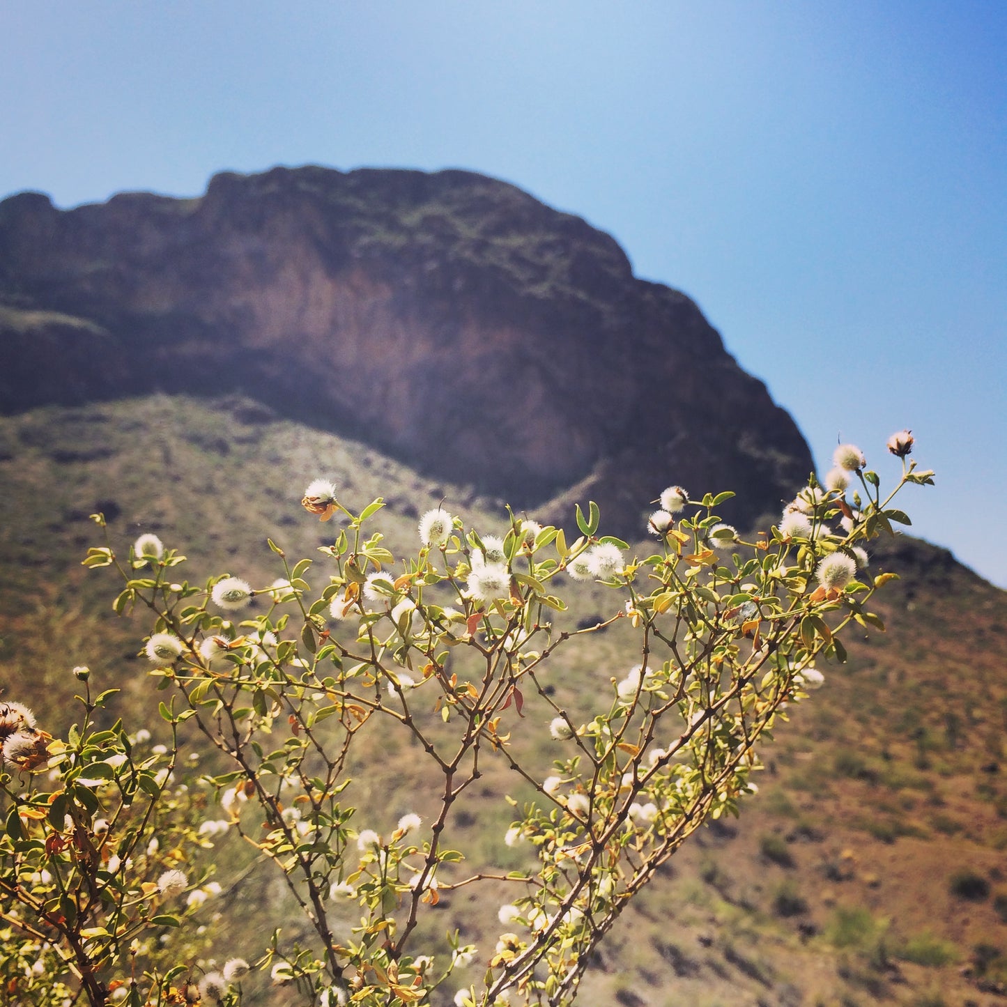 Monsoon Medicine: Creosote extract