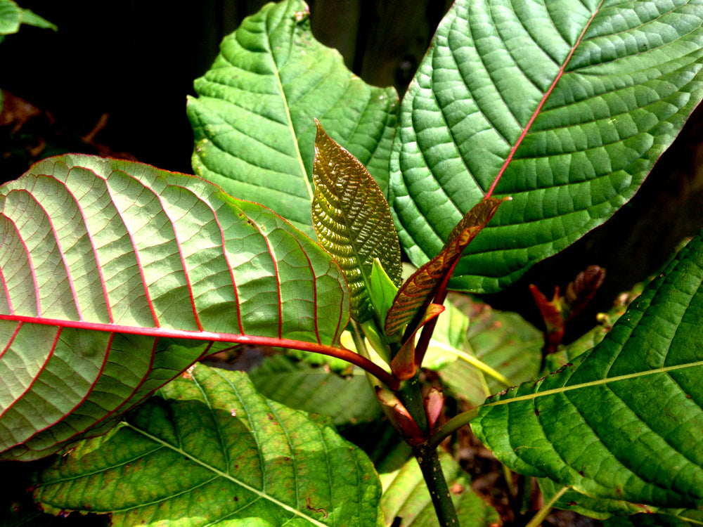 Thai Red Vein Kratom