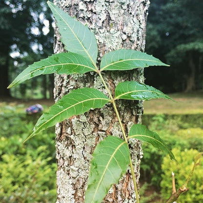 Neem oil