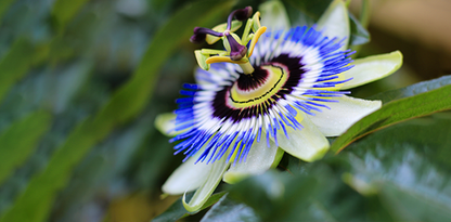 Passiflora Pacifica : Passionflower extract