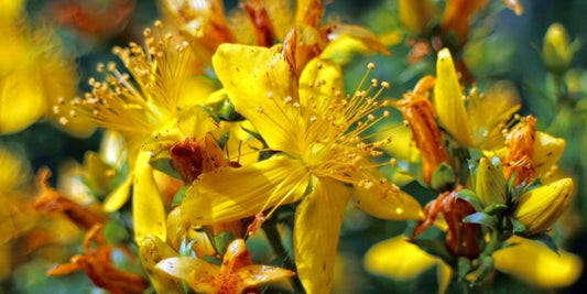 St. Johns Wort: Obsidian Sunshine Potion