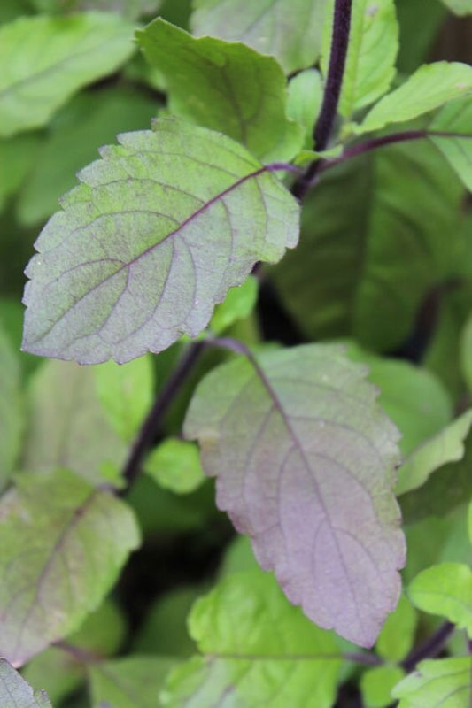 Tulsi Basil Leaf - organic