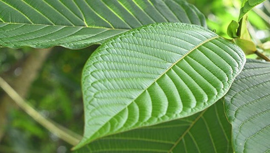 Kratom leaf (chopped and ground)