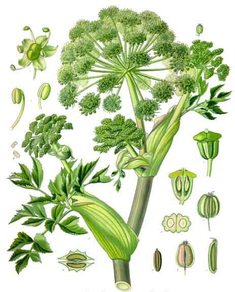 Angelica Archangelica