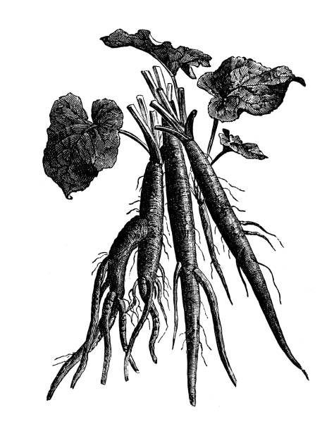 Burdock Root