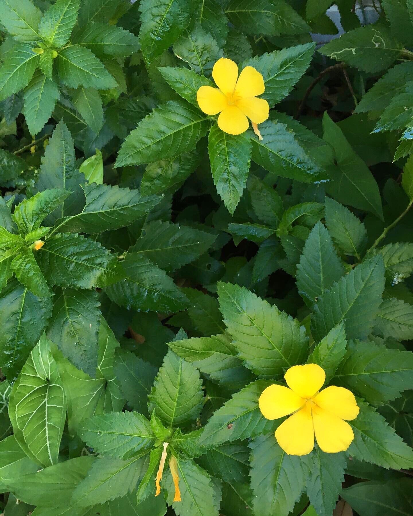 Damiana Leaf