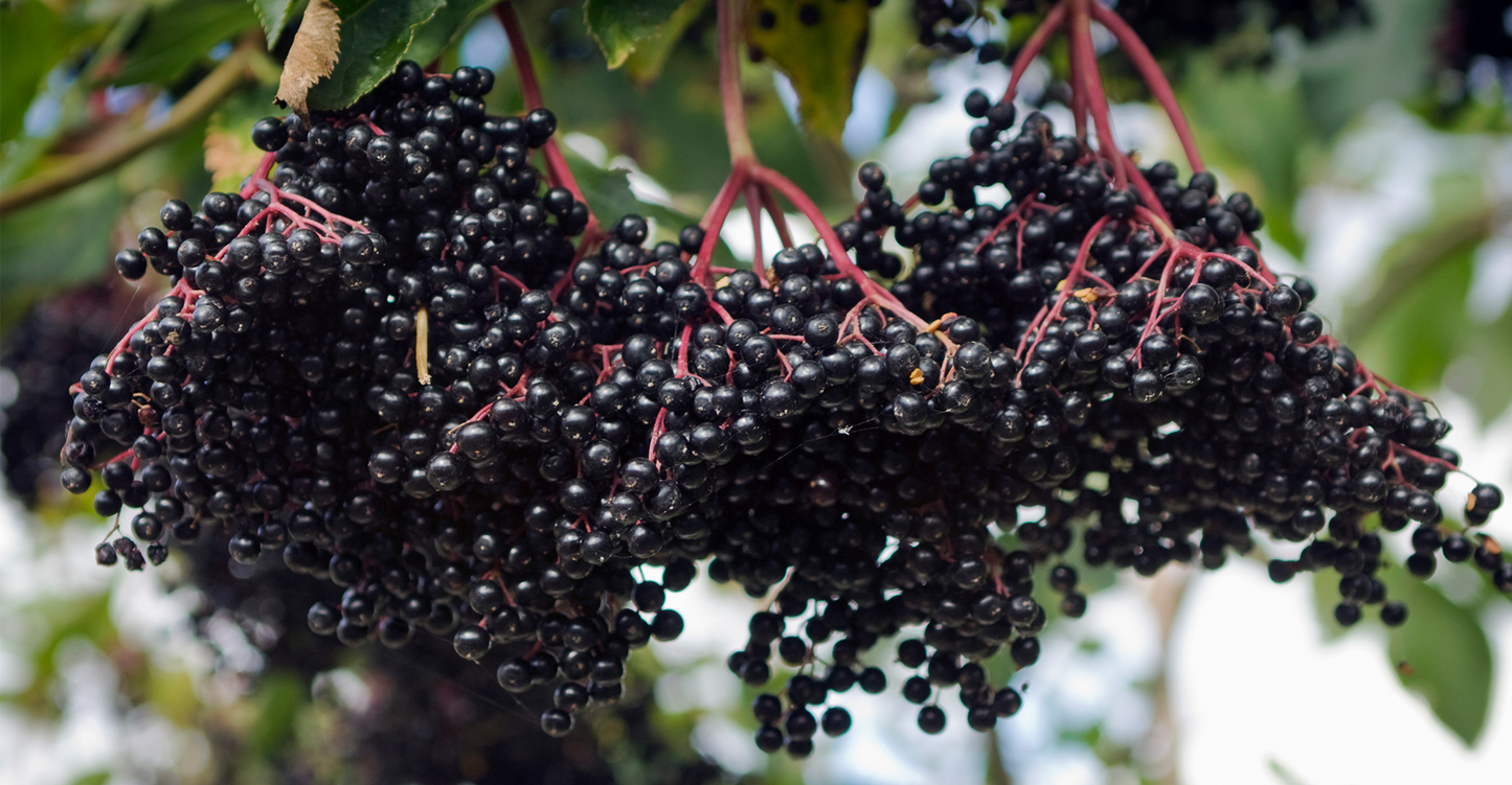 Elderberries - Organic & whole