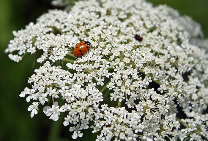 Queen Anne's Lace seeds