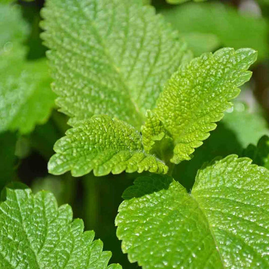 Lemon Balm Leaf