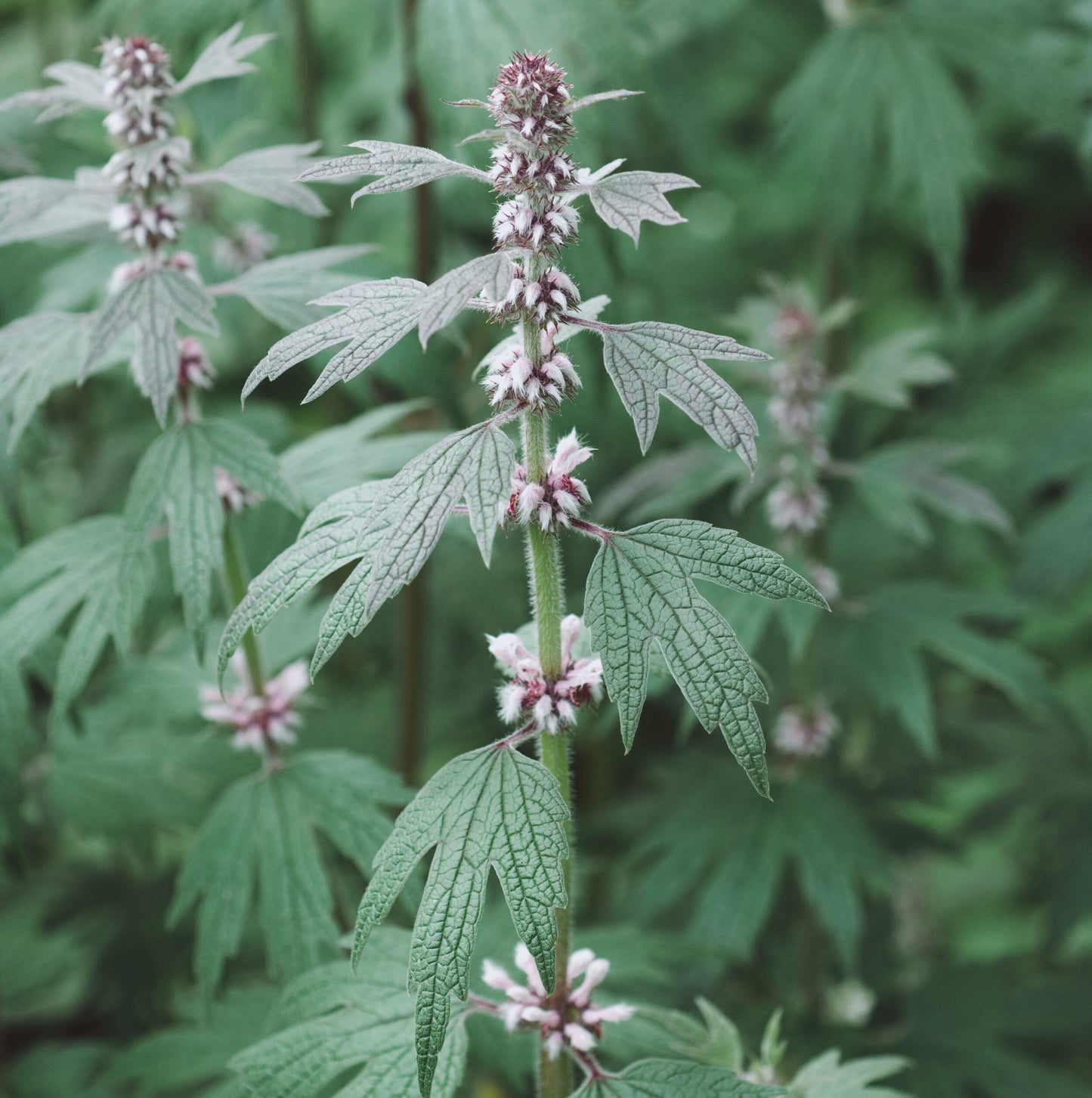 Motherwort herb - organic