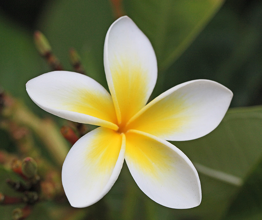 Malama Pono Plumeria & Dolphin essence