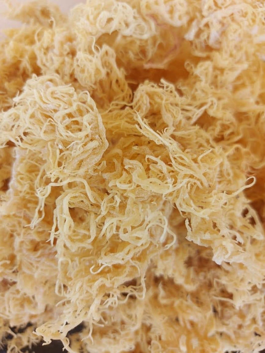 Golden Wild Sea Moss