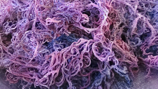 Wild purple Sea Moss