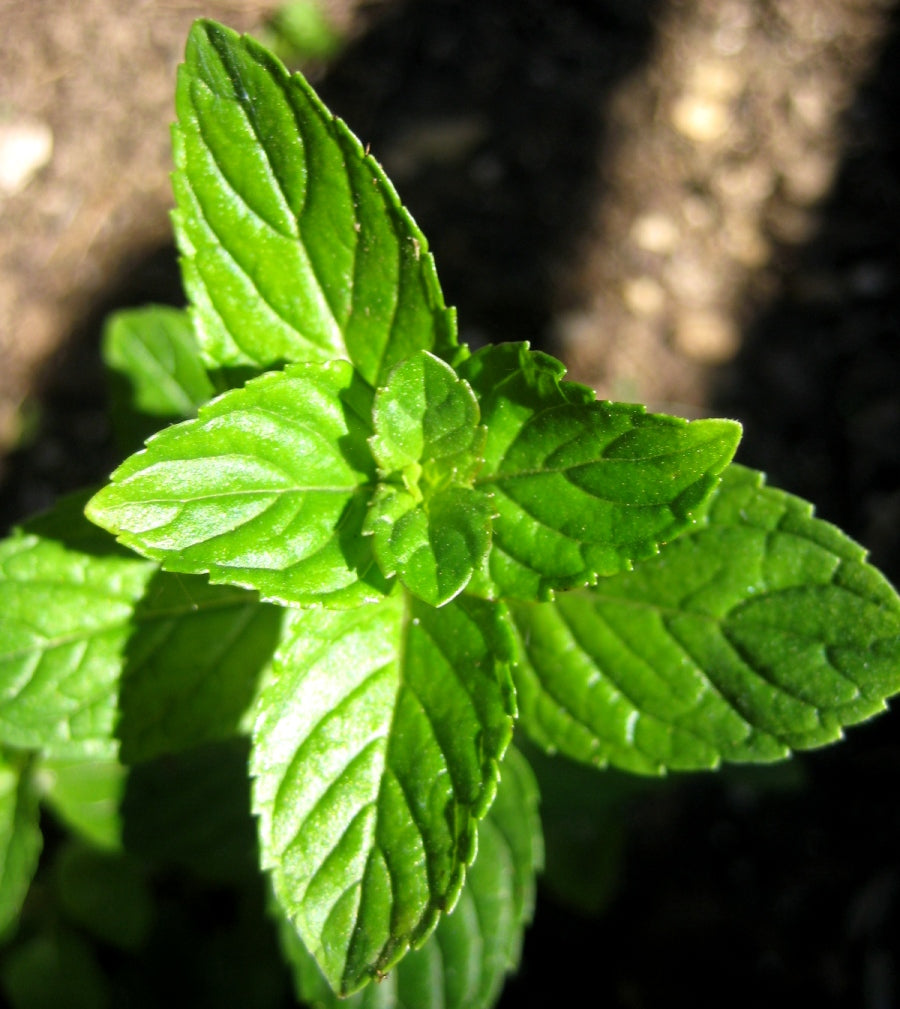 Spearmint tincture