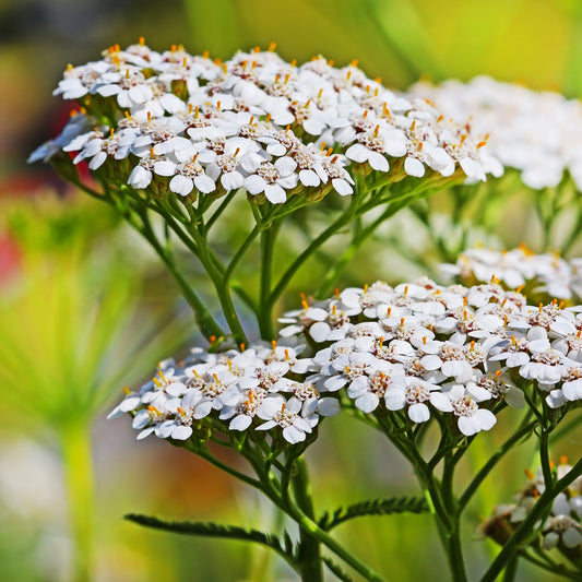 Yarrow flower and leaf tincture